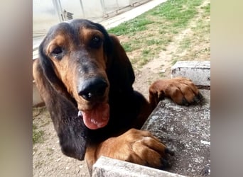 Fulvio (Fhul) - dynamischer lieber Bub