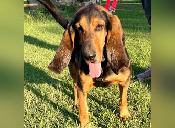 Fulvio (Fhul) - dynamischer lieber Bub