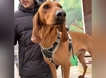 Ciro - wunderschöner, junger Bub