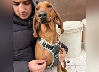 Ciro - wunderschöner, junger Bub