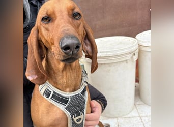 Ciro - wunderschöner, junger Bub