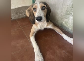 Sigmund - in Deutschland - zunächst schüchtern, dann  kuschelig - End- oder Pflegestelle gesucht