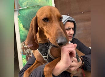 Ciro - wunderschöner, junger Bub