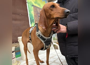 Ciro - wunderschöner, junger Bub