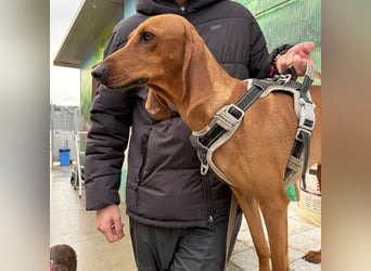 Ciro - wunderschöner, junger Bub