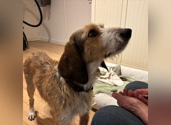 Sigmund -eilt!End- oder Pflegestelle gesucht- ist in Deutschland - erst schüchtern - dann  kuschelig