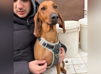 Ciro - wunderschöner, junger Bub