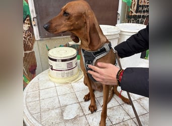 Ciro - wunderschöner, junger Bub