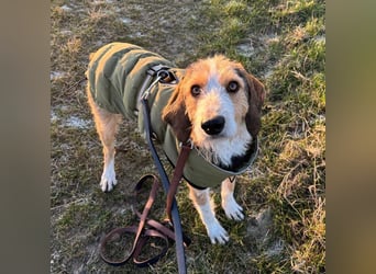 Sigmund -eilt!End- oder Pflegestelle gesucht- ist in Deutschland - erst schüchtern - dann  kuschelig