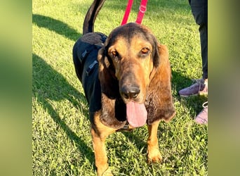 Fulvio (Fhul) - dynamischer lieber Bub