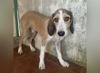 Sigmund - in Deutschland - zunächst schüchtern, dann  kuschelig - End- oder Pflegestelle gesucht