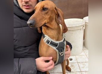 Ciro - wunderschöner, junger Bub