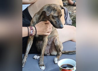 Elena - die nächste Wendung soll ins Hundeglück führen