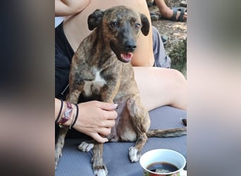 Elena - die nächste Wendung soll ins Hundeglück führen