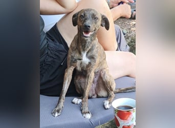 Elena - die nächste Wendung soll ins Hundeglück führen