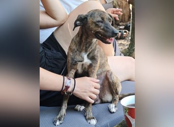 Elena - die nächste Wendung soll ins Hundeglück führen