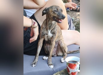 Elena - die nächste Wendung soll ins Hundeglück führen