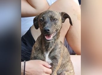 Elena - die nächste Wendung soll ins Hundeglück führen