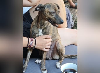 Elena - die nächste Wendung soll ins Hundeglück führen