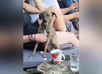 Elena - die nächste Wendung soll ins Hundeglück führen