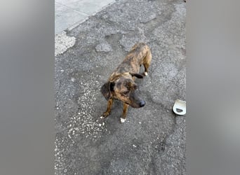 Elena - die nächste Wendung soll ins Hundeglück führen
