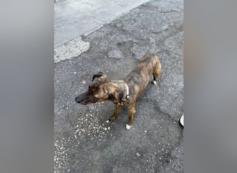 Elena - die nächste Wendung soll ins Hundeglück führen