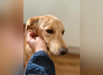 Kinderlieber kleiner Windhund, 7Mon., gepflegt, unkompliziert