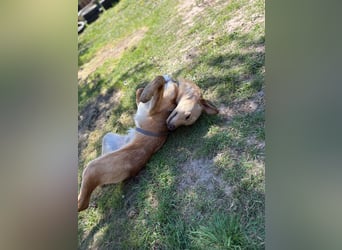 Kinderlieber kleiner Windhund, 7Mon., gepflegt, unkompliziert