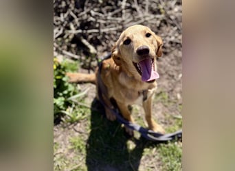 Kinderlieber kleiner Windhund, 7Mon., gepflegt, unkompliziert