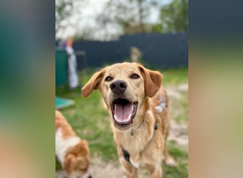 Kinderlieber kleiner Windhund, 7Mon., gepflegt, unkompliziert