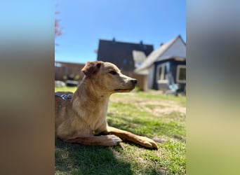 Kinderlieber kleiner Windhund, 7Mon., gepflegt, unkompliziert