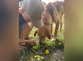 Kinderlieber kleiner Windhund, 7Mon., gepflegt, unkompliziert