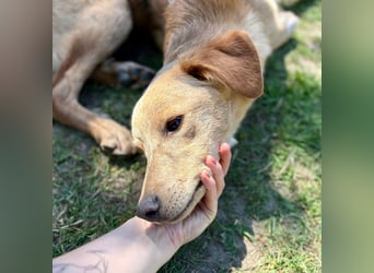 Kinderlieber kleiner Windhund, 7Mon., gepflegt, unkompliziert