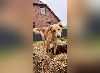 Kinderlieber kleiner Windhund, 7Mon., gepflegt, unkompliziert