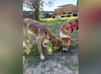 Kinderlieber kleiner Windhund, 7Mon., gepflegt, unkompliziert