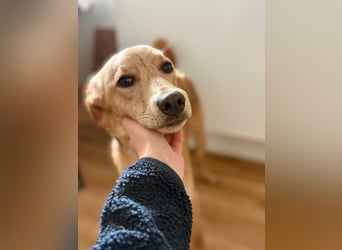 Kinderlieber kleiner Windhund, 7Mon., gepflegt, unkompliziert