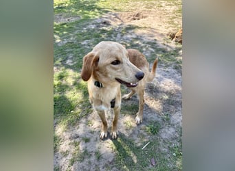 Kinderlieber kleiner Windhund, 7Mon., gepflegt, unkompliziert