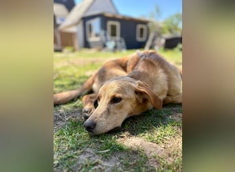 Kinderlieber kleiner Windhund, 7Mon., gepflegt, unkompliziert
