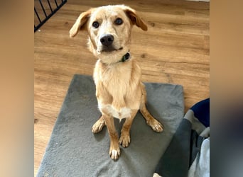Kinderlieber kleiner Windhund, 7Mon., gepflegt, unkompliziert