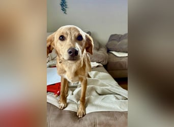 Kinderlieber kleiner Windhund, 7Mon., gepflegt, unkompliziert