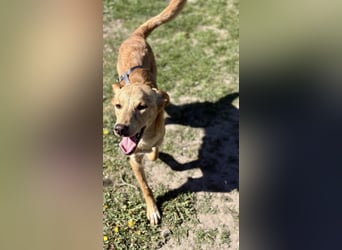 Kinderlieber kleiner Windhund, 7Mon., gepflegt, unkompliziert