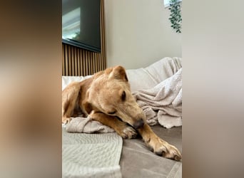 Kinderlieber kleiner Windhund, 7Mon., gepflegt, unkompliziert