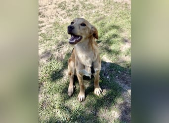 Kinderlieber kleiner Windhund, 7Mon., gepflegt, unkompliziert
