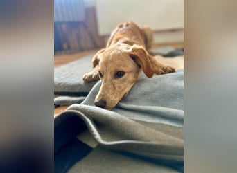 Kinderlieber kleiner Windhund, 7Mon., gepflegt, unkompliziert