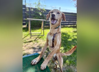 Kinderlieber kleiner Windhund, 7Mon., gepflegt, unkompliziert