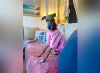 Galleta wünscht sich ein Zuhause