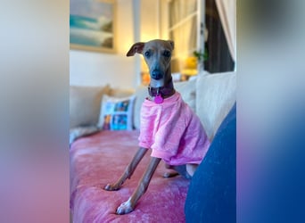 Galleta wünscht sich ein Zuhause