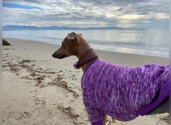 Galleta wünscht sich ein Zuhause