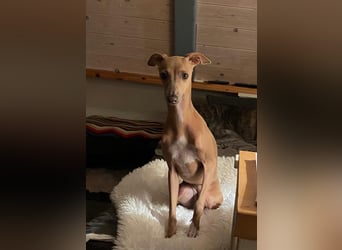 Galleta wünscht sich ein Zuhause