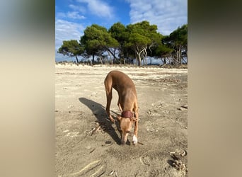 Galleta wünscht sich ein Zuhause